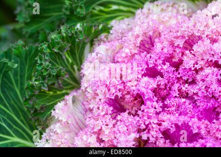 Rosa dekorative Kohl, Nahaufnahme Foto mit selektiven Fokus Stockfoto