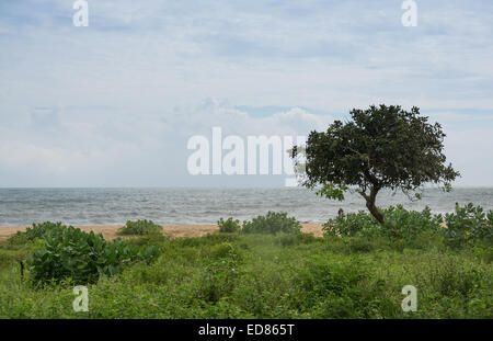 Tsunami Memorial Baum in Yala Nationalpark in Sri Lanka Südprovinz, Asien Stockfoto