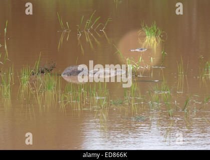 Felsen und Krokodil Kopf kaum sichtbar im Wasser (Lichtkreis) in Yala Nationalpark in Sri Lanka Südprovinz, Asien. Stockfoto