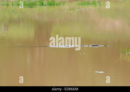 Krokodil taumelnd in schlammigen See in Yala Nationalpark in Sri Lanka Südprovinz, Asien. Stockfoto