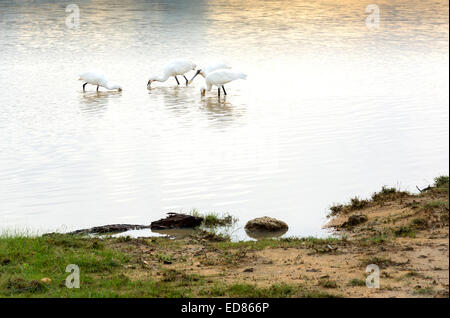 Weiße Löffler in Yala Nationalpark in Sri Lanka Südprovinz, Asien. Stockfoto