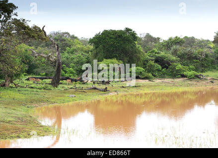 Krokodil-Hirsche und Pfauen. Salzwasser-Krokodil, Hirsche und Pfauen an einem schlammigen braun See in Yala Nationalpark in Sri Lanka Stockfoto