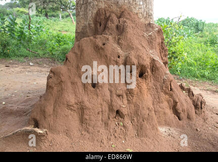 Termite Mound nisten in Yala National Park, Sri Lanka, Südprovinz, Asien. Stockfoto