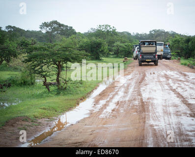 YALA NATIONAL PARK, südlichen Provinz, SRI LANKA, Asien - 18. Dezember 2014: Leoparden beobachten. Laut Diesel laufen Safari-Jeeps, die Verdrängung Stockfoto