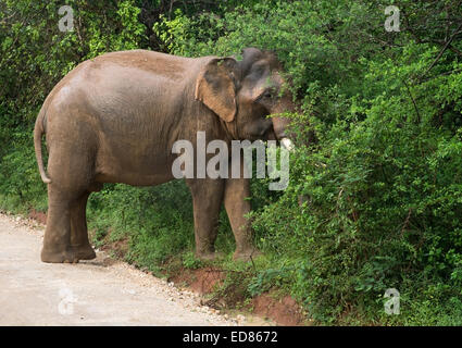 Männlich-Sri Lankan Elefanten mit Stoßzähnen auf Feldweg zu Fuß und Weiden im Laub in Yala Nationalpark in Sri Lanka. Stockfoto