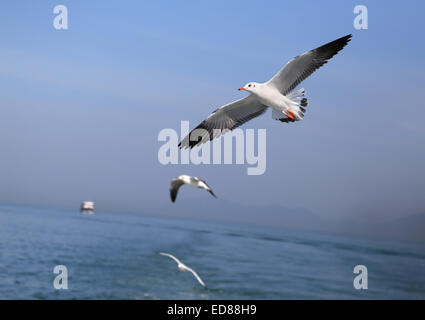 Fliegende Möwen am blauen Meer Stockfoto