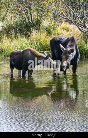Ein Elch Kuh und Kalb Fütterung in einem kleinen Teich in der Nähe von Jackson, Wyoming Stockfoto