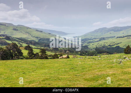 Zwei Lämmer Weiden auf den malerischen neuseeländischen Landschaft Hintergrund Stockfoto