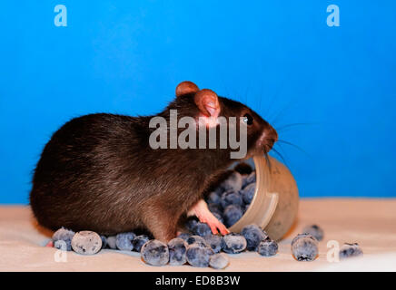 Brauner Baby Ratte stehend in einem Haufen von Heidelbeeren Stockfoto