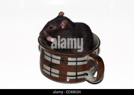 Braune Ratte in einem Becher Stockfoto