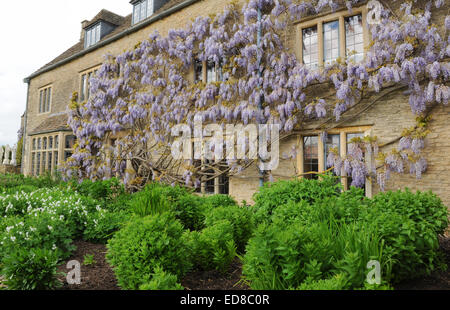 Blühende Glyzinie auf Whatley Manor in den Cotswolds in der Nähe von Malmesbury, Wiltshire, England, UK Stockfoto