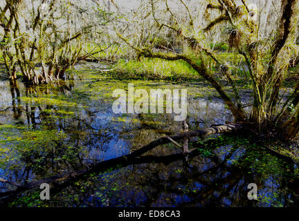 Teich im Big Cypress Swamp Stockfoto