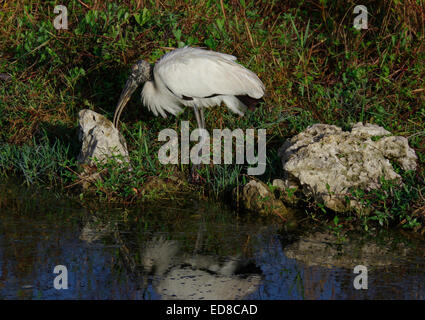 Holz-Storch in Big Cypress Swamp Stockfoto