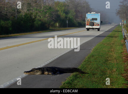 Alligator kreuzt die Straße Stockfoto