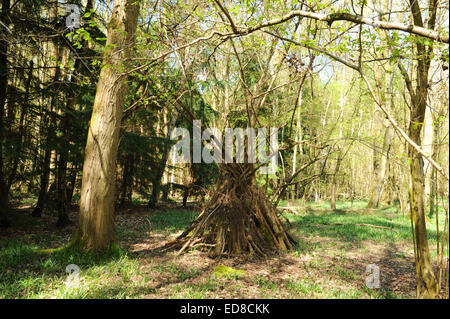 Ein Wigwam gemacht von Sticks in Oakley Holz, in der Nähe von Leamington Spa, Warwickshire, England, UK Stockfoto