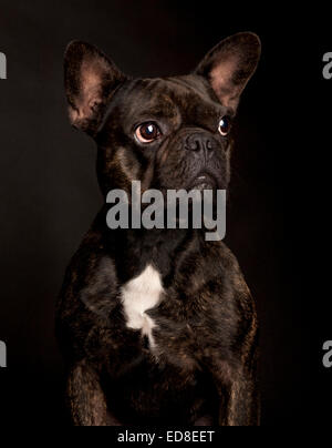 Porträt von einem schwarzen nachdenklich französische Bulldogge in einem schwarzen Studio-Hintergrund Stockfoto