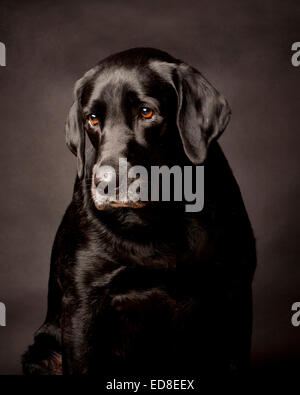 Nachdenklich, schüchtern, schwarzer Labrador.  Porträt in einem schwarzen Studio-Hintergrund. Stockfoto