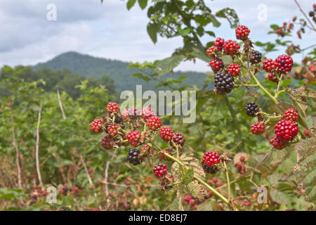 Nahaufnahme der bunten reifen Brombeeren mit Bergen hinter Ihnen im Sommer Stockfoto