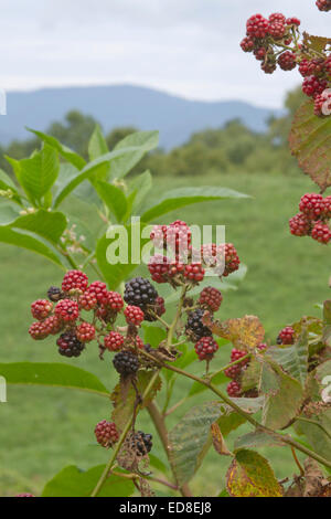 Nahaufnahme der bunten reifen Brombeeren mit Bergen hinter Ihnen im Sommer Stockfoto