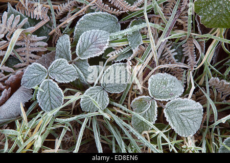 Brombeere lässt Rubus Fruticosus Frost im Winter abdecken Stockfoto