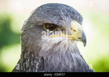 Spanische Falken in einer mittelalterlichen Messe Greifvögel Stockfoto