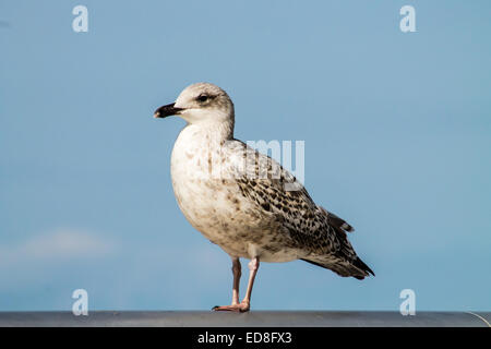 Juvenile Möwe, am Geländer stehen. Blauen Himmel im Hintergrund. Blackpool, England. Stockfoto