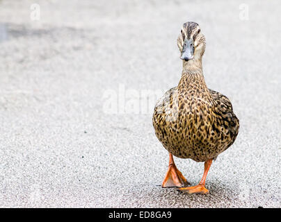 Süße weibliche Stockente, walking und putzen auf einer Straße. Stockfoto