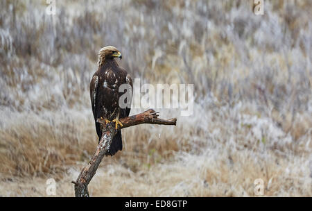 Goldener Adler thront Stockfoto