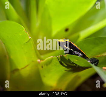 Golfodulcean zu vergiften, Frosch, Phyllobates Vittatus, gebürtig aus Peru Stockfoto