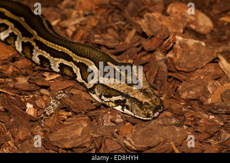 Burmesischen Python, Python Bivittatus aka Python aus einheimischen Süd-Ost-Asien Stockfoto