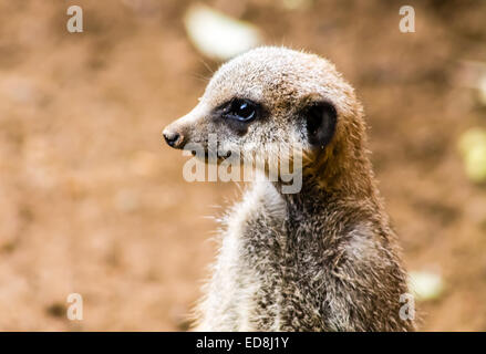 Erwachsenen Erdmännchen (Suricata Suricatta), stehend auf der Hut. Nahaufnahme Bild. Stockfoto