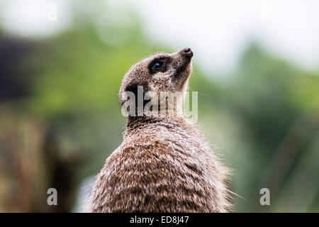 Erwachsenen Erdmännchen (Suricata Suricatta), stehend auf der Hut. Auf der Suche nach oben Stockfoto