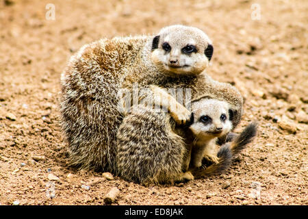Erwachsenen Erdmännchen (Suricata Suricatta) und Jungtiere. Stockfoto