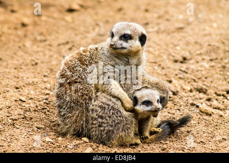 Erwachsenen Erdmännchen (Suricata Suricatta) und Jungtiere. Stockfoto