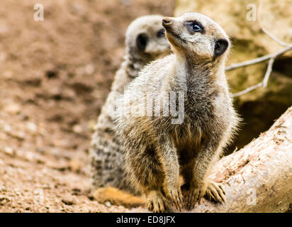 Erwachsenen Erdmännchen (Suricata Suricatta), stehend auf der Hut. Nahaufnahme Bild. Jungtier im Hintergrund. Stockfoto