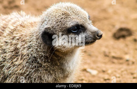 Erwachsenen Erdmännchen (Suricata Suricatta), sitzen und beobachtete in Richtung Kamera. Schließen Sie Profil. Stockfoto
