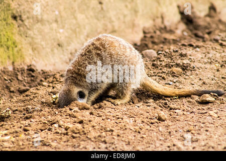 Erwachsenen Erdmännchen (Suricata Suricatta), Nahrung aus dem Boden zu graben. Stockfoto