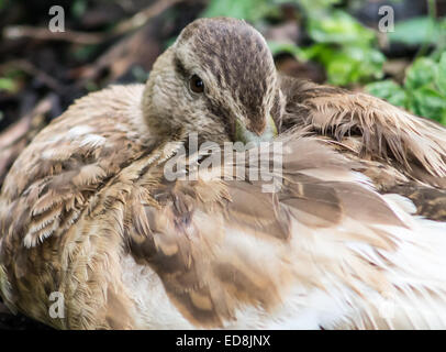 Wilde weibliche Stockente (Anas Platyrhynchos), schlafen. Fokus auf Vordergrund. Nahaufnahme Bild. Stockfoto