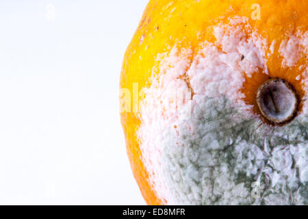 Grüner Schimmel auf Orange. Makroaufnahme. Stockfoto