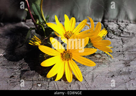 Topinambur-Blumen auf hölzernen Hintergrund Stockfoto