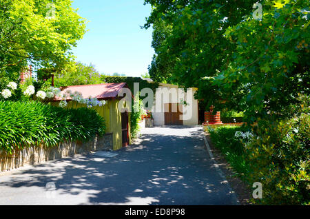 Australische premier Winzer, Yalumba Estate bei Barossa Valley South Australia. Stockfoto