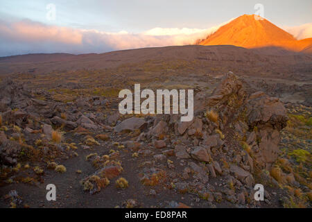 Erstes Licht auf Mt Ngauruhoe im Tongariro-Nationalpark Stockfoto