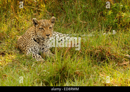 Einer der big Five Afrikas, eine weibliche Leoparden zum Entspannen in der Sonne im Schatten eines Busches Mopane. Starken afrikanischen Raubkatze Stockfoto