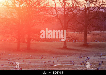 Kraniche auf dem Feld in der Dämmerung-Hintergrundbeleuchtung Stockfoto