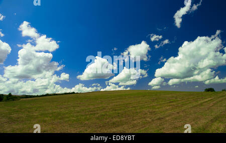 Grünes Feld und blauer Himmel mit leichten Wolken. Sommer Landschaft mit Raps Feld, blauer Himmel und Sonne. Stockfoto