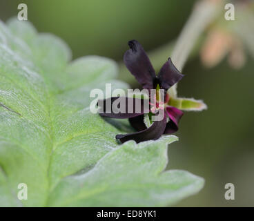 Südafrikanischen Geranie - Pelargonium Sidoides Heilpflanze ursprünglich aus Südafrika Stockfoto