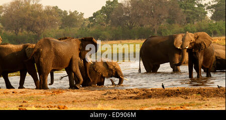 Riesigen afrikanischen Elefanten Herde trinken Baden & plantschen, genießen die Freuden des kühlen Wassers im Okavango Delta Stockfoto