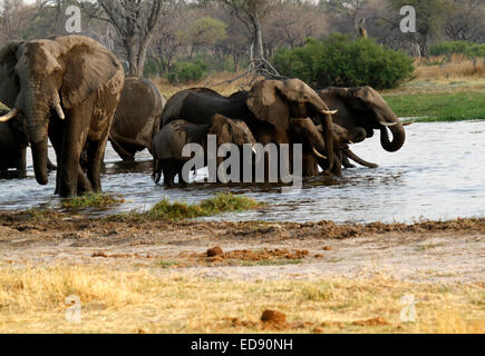 Riesigen afrikanischen Elefanten Herde trinken Baden & plantschen, genießen die Freuden des kühlen Wassers im Okavango Delta Stockfoto