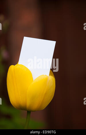 Leere Visitenkarte aus einer Tulpe Stockfoto