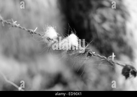 Rosshaar auf Stacheldraht gefangen Stockfoto